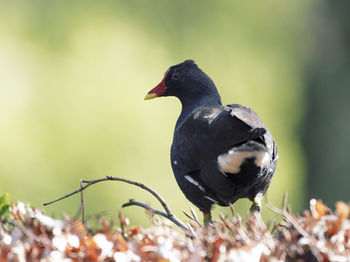 Close-up of bird perching on a plant