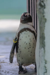 Close-up of bird perching on the sea