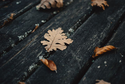 High angle view of maple leaf on wood