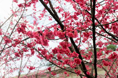 Low angle view of pink cherry blossoms in spring