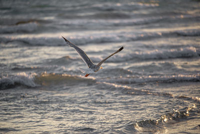 Seagulls flying over sea