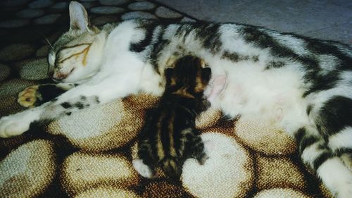 Cat sleeping on bed