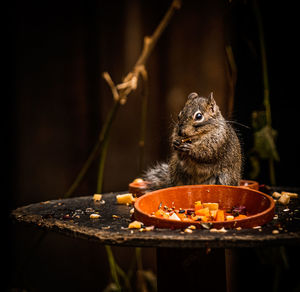 Close-up of squirrel