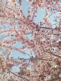 Low angle view of magnolia blossoms against sky