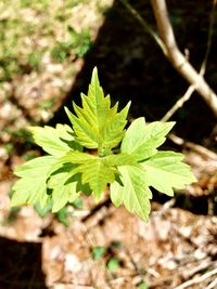 High angle view of plant growing on field