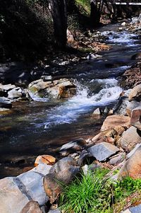 Scenic view of river in forest