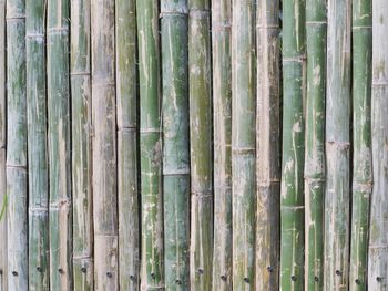 Full frame shot of bamboo trees in forest