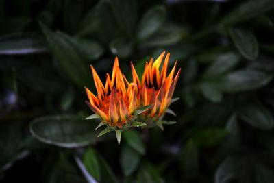 Close-up of orange flower blooming outdoors