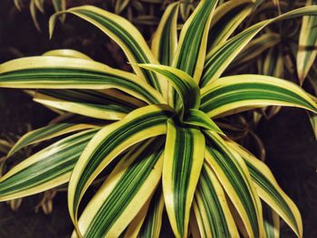 Close-up of plant