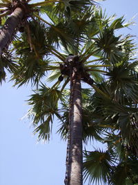 Low angle view of palm tree against sky