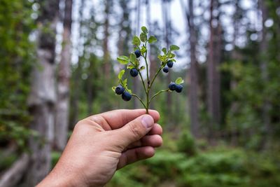 Cropped hand of person holding plant