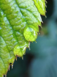 Close-up of leaves