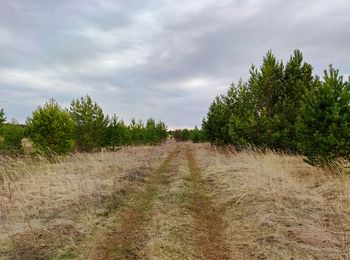 Road in the field between young green pines