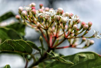 Close-up of plant