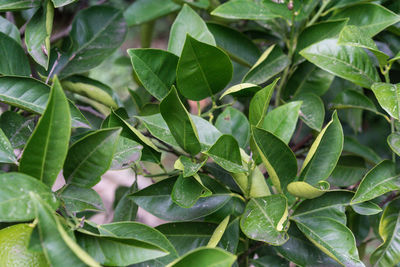 Close-up of green leaves