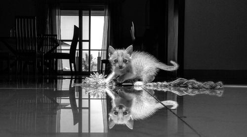 Cat looking away while standing on floor at home