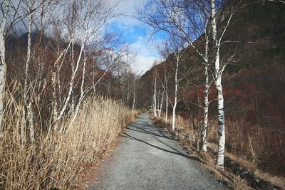 Road amidst trees in forest against sky