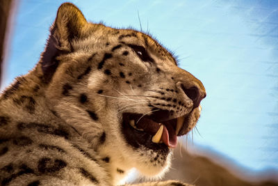 Close-up of a cat