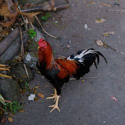 High angle view of rooster