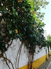 Close-up of fruits growing on tree