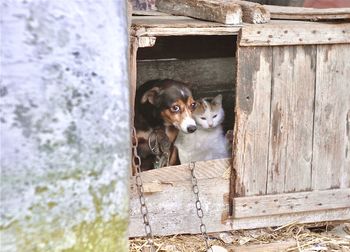 Portrait of dog peeking