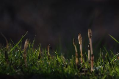 Close-up of mushroom growing on field