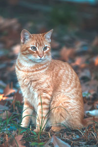 Close-up of cat