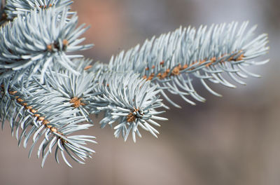 Close-up of pine tree during winter