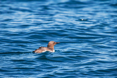 View of duck swimming in sea