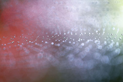 Close-up of wet spider web