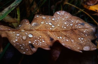 Close-up of raindrops on dry leaf