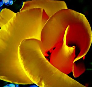 Macro shot of yellow flowering plant