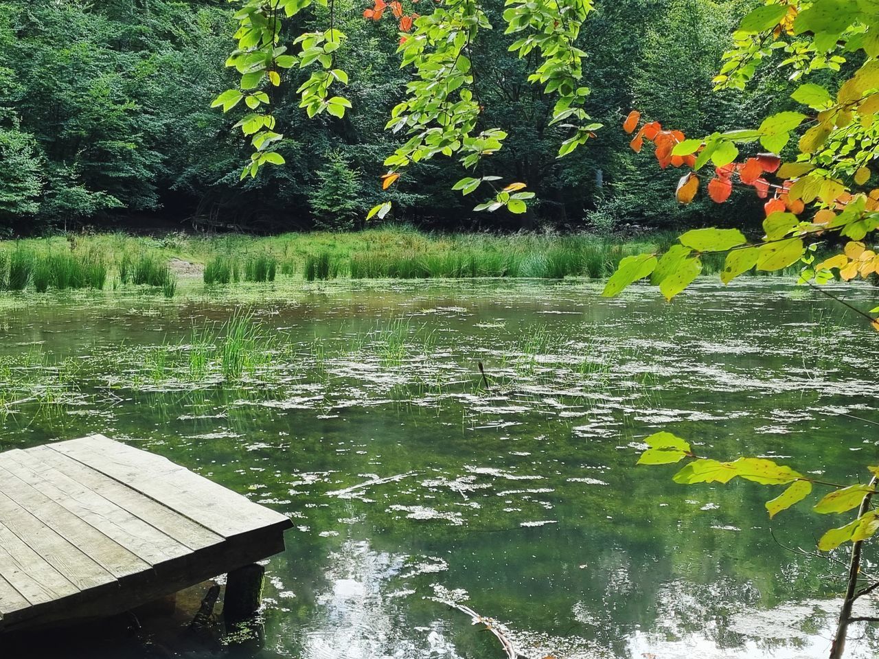 SCENIC VIEW OF LAKE AND TREES BY PLANTS