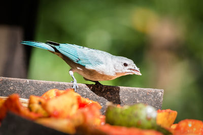 Close-up of bird perching on leaf