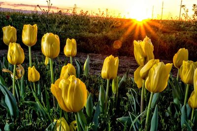 Yellow tulips growing on field against bright sun