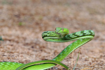 Close-up of insect on leaf