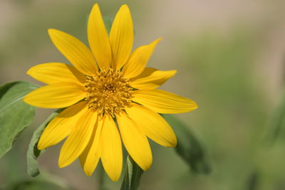 Close-up of yellow flower