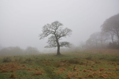 Trees on field against misty sky