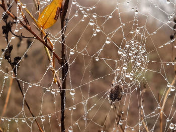 Close-up of wet spider web