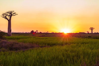 Scenic view of field against sky during sunset