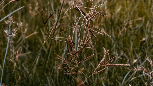 Close-up of crops on field