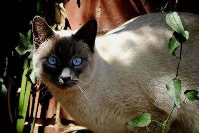 Close-up portrait of cat