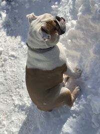 High angle view of dog in snow
