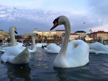 Birds in calm water