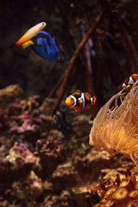 Close-up of fish swimming in aquarium