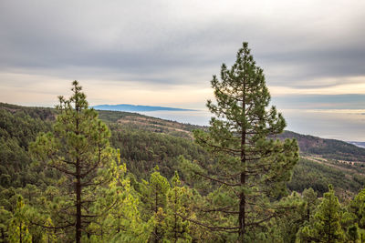 Scenic view of pine trees against sky during sunset