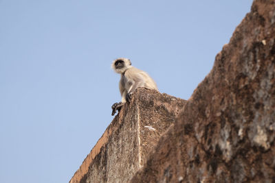 Gray langur on wall at amber fort in jaipur, rajasthan, india