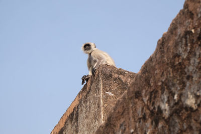 Gray langur on wall at amber fort in jaipur, rajasthan, india
