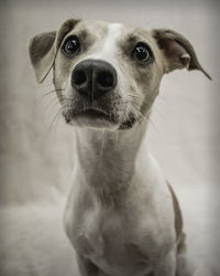 Close-up portrait of dog
