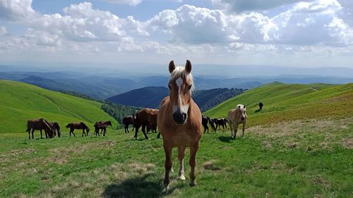 Free horse in the mountains of ukraine